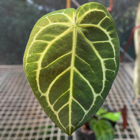 Anthurium Botanic - variação 02