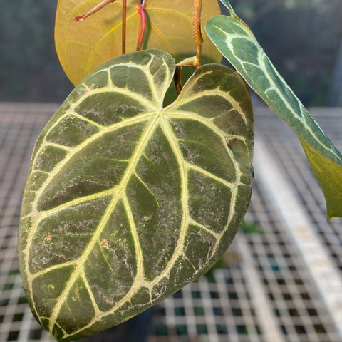 Anthurium Botanic - variação 02