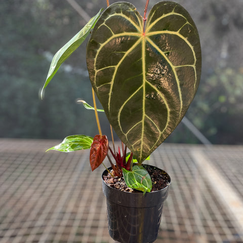 Anthurium Botanic - variação 02