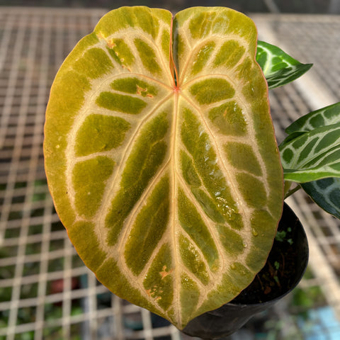 Anthurium Botanic - variação 03