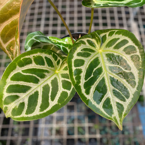 Anthurium Botanic - variação 03