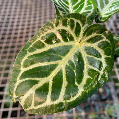 Anthurium Botanic - variação 03