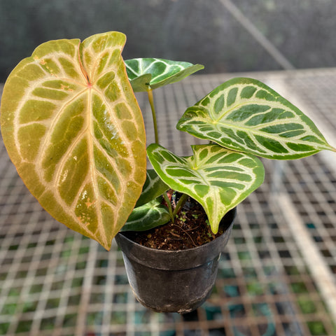 Anthurium Botanic - variação 03