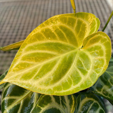 Anthurium Botanic - variação 04