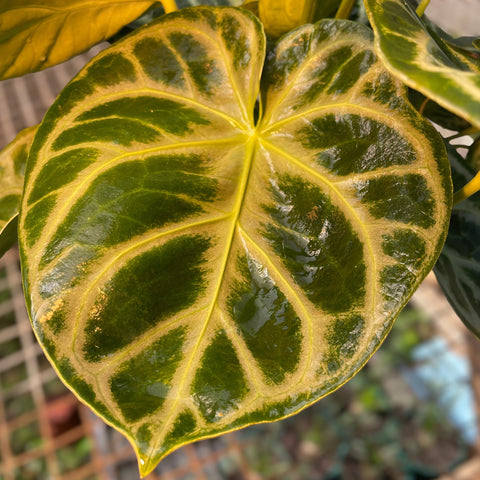 Anthurium Botanic - variação 04