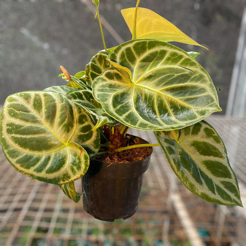 Anthurium Botanic - variação 04