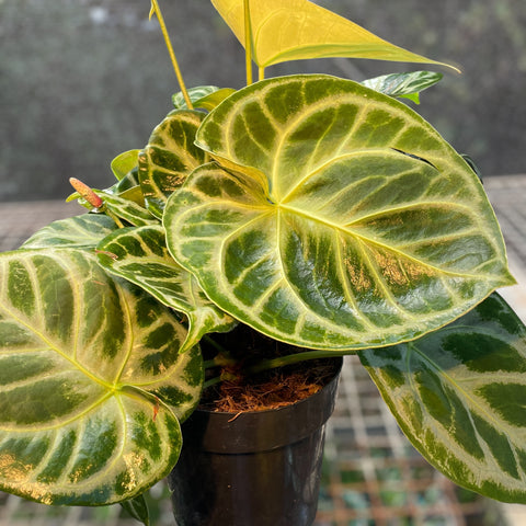 Anthurium Botanic - variação 04