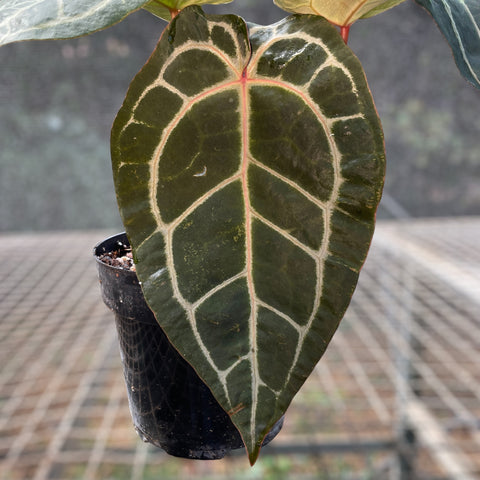 Anthurium Botanic - variação 05