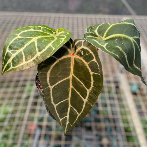 Anthurium Botanic - variação 05