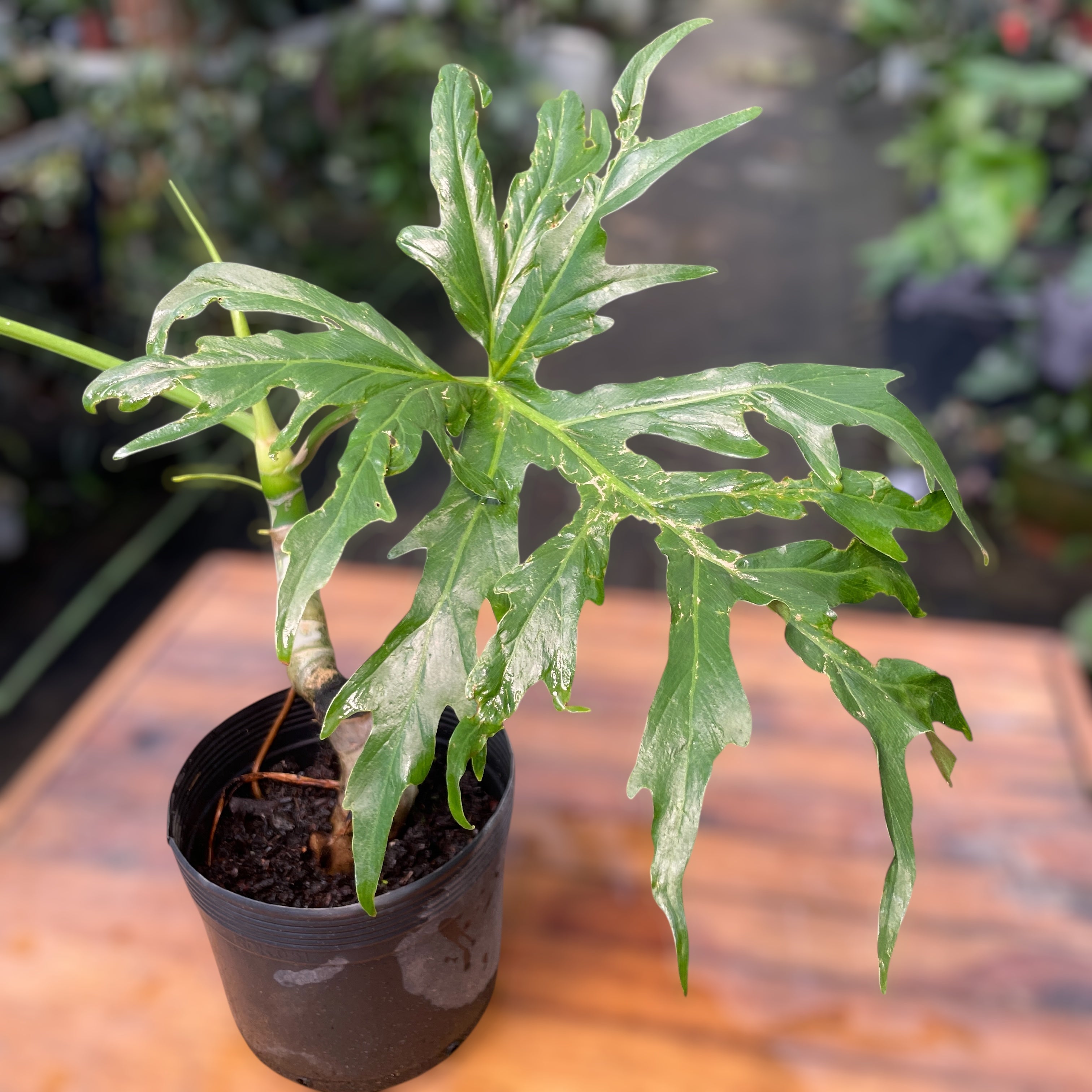 その他観葉植物 Philodendron warscewiczii Variegata Philodendron warscewiczii – Entre Raízes Botânica