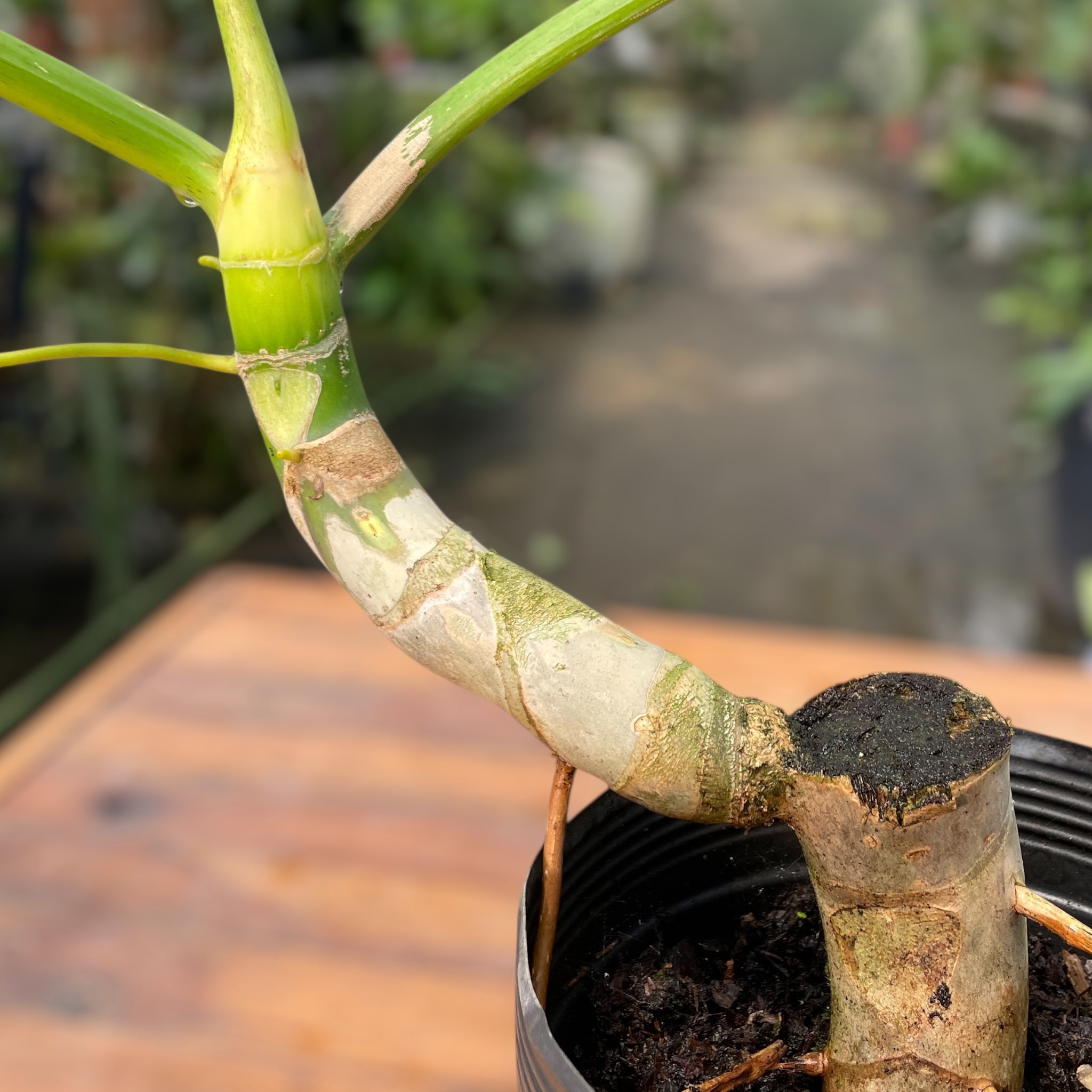 その他観葉植物 Philodendron warscewiczii Variegata Philodendron warscewiczii – Entre Raízes Botânica