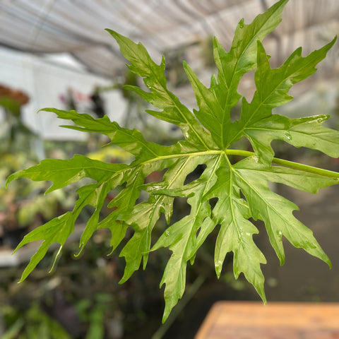 Philodendron warscewiczii