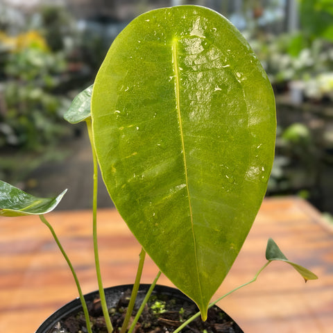 Anthurium peltigerum
