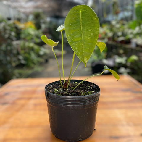 Anthurium peltigerum