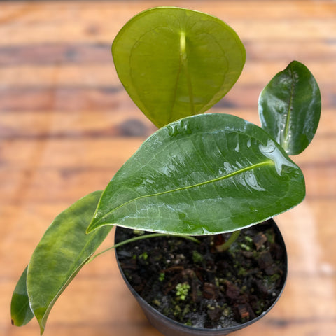 Anthurium peltigerum