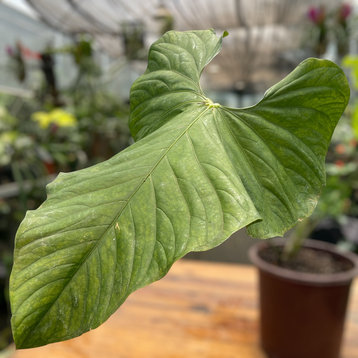 Anthurium balaoanum M  Entre Razes Botnica