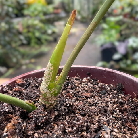 Anthurium balaoanum M