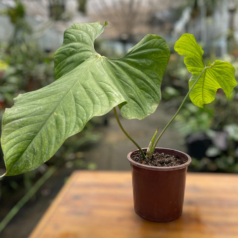 Anthurium balaoanum M
