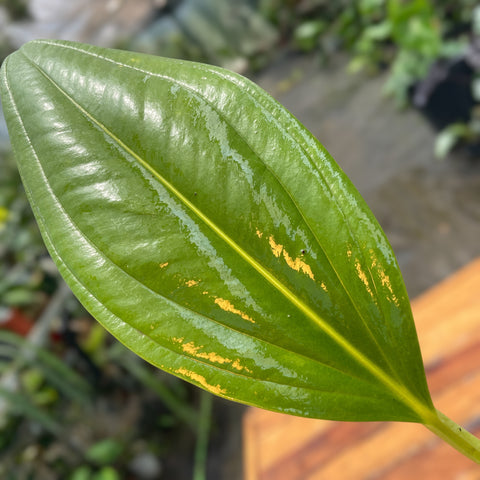 Anthurium Ovatifolium