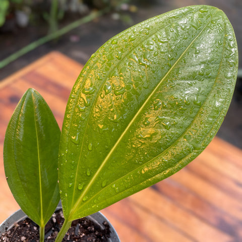 Anthurium Ovatifolium
