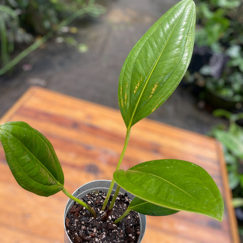 Anthurium Ovatifolium