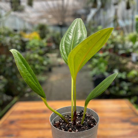 Anthurium Ovatifolium