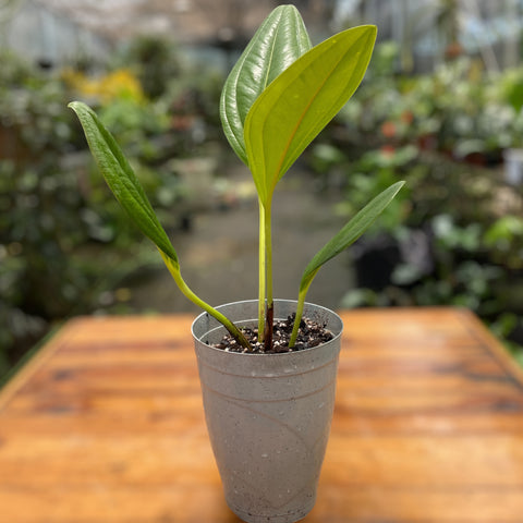 Anthurium Ovatifolium