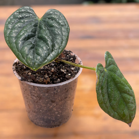 Anthurium Luxurians