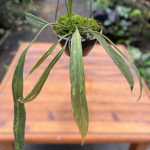 Anthurium vittarifolium 'variegata'