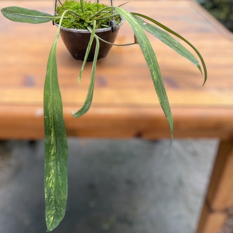 Anthurium vittarifolium 'variegata'