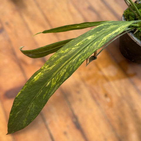 Anthurium vittarifolium 'variegata'