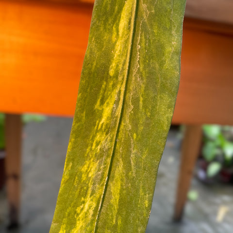 Anthurium vittarifolium 'variegata'