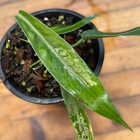 Anthurium pallidiflorum