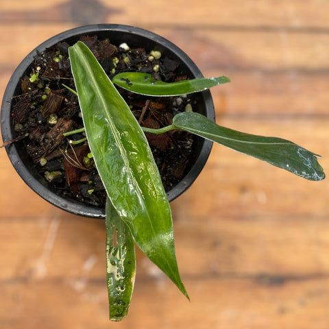 Anthurium pallidiflorum
