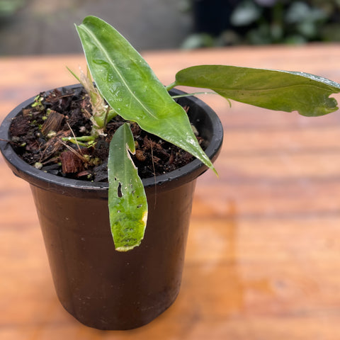 Anthurium pallidiflorum