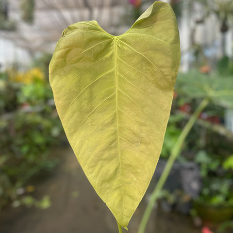 Anthurium sp. 'Colômbia'