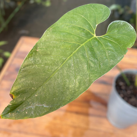 Anthurium sp. 'Colômbia'
