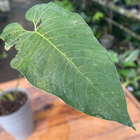 Anthurium sp. 'Colômbia'