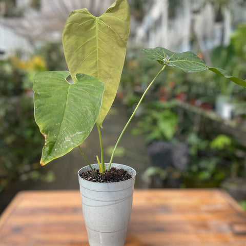 Anthurium sp. 'Colômbia'