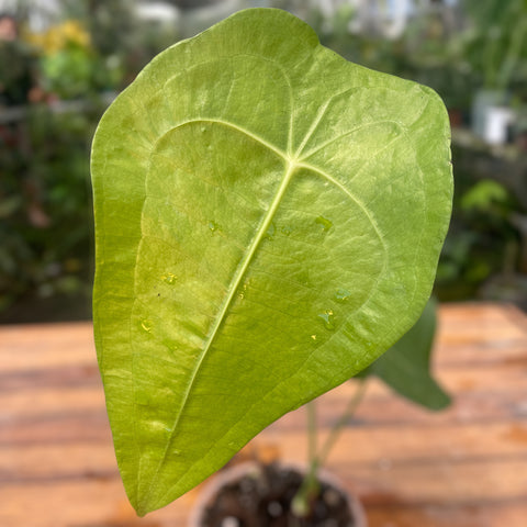 Anthurium sp. Peltado Brasil (Anthurium kollmanii) - pequeno