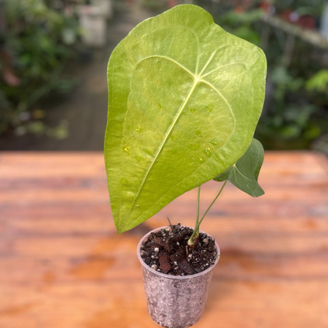 Anthurium sp. Peltado Brasil (Anthurium kollmanii) - pequeno
