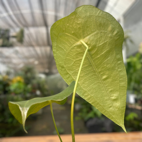 Anthurium sp. Peltado Brasil (Anthurium kollmanii) - pequeno