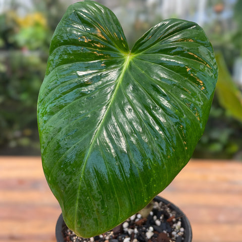 Philodendron pseudoverrucosum