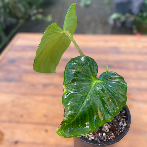 Philodendron pseudoverrucosum