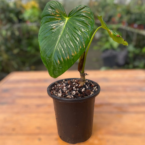 Philodendron pseudoverrucosum