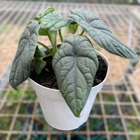 Alocasia melo 'Rhino Skin'