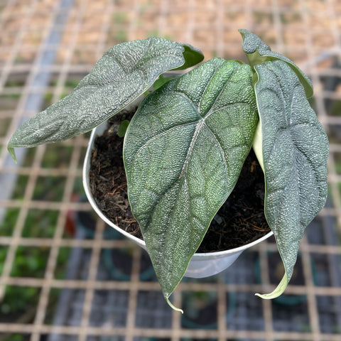 Alocasia melo 'Rhino Skin'