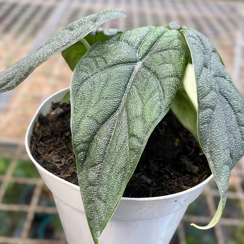 Alocasia melo 'Rhino Skin'