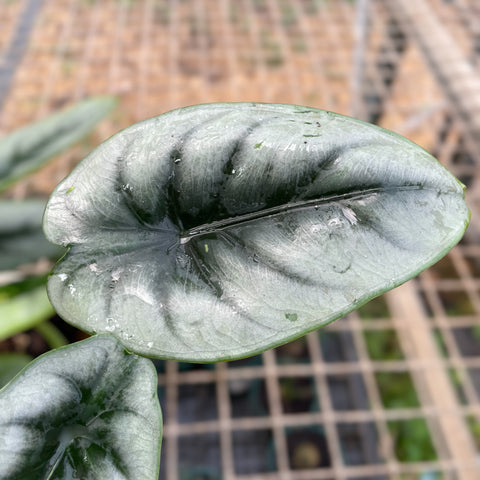 Alocasia reversa