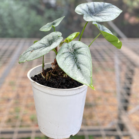 Alocasia reversa